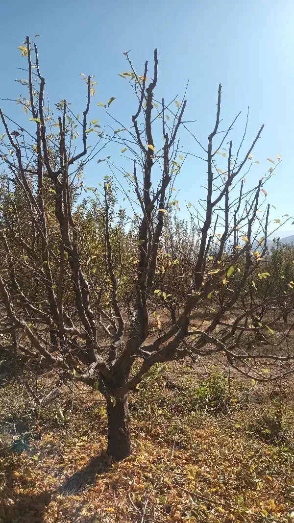 هرس کاری|خدمات باغبانی و درختکاری|ارومیه, |دیوار