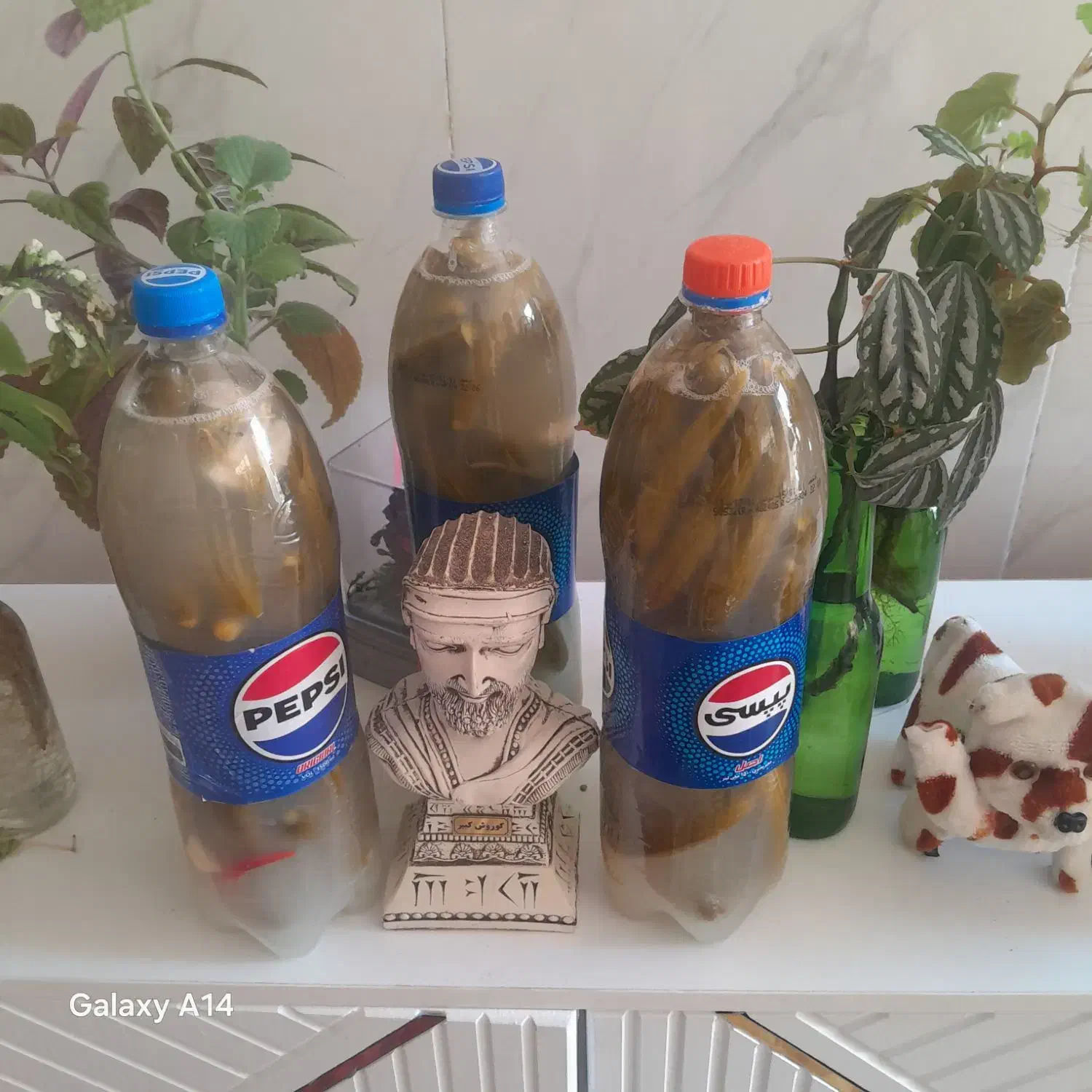 خیارشور|خوردنی و آشامیدنی|سپیدار, |دیوار