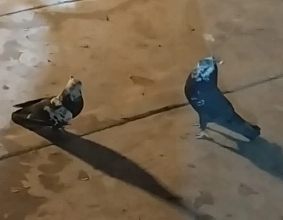 یه جفت کله ماستی پرش بالا|پرنده|کهک, |دیوار