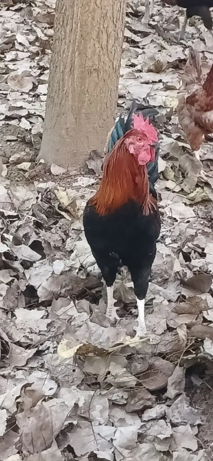 خروس ۷ ماهه|حیوانات مزرعه|رشت, جانبازان|دیوار