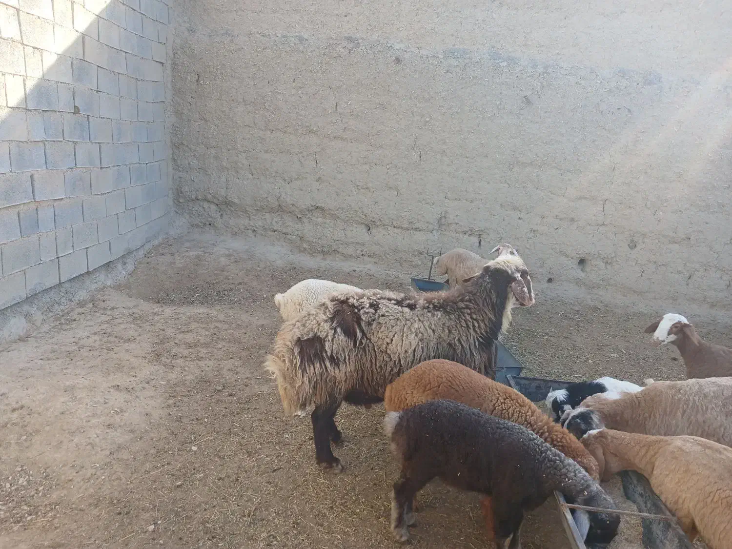 قوچ|حیوانات مزرعه|مانه, |دیوار