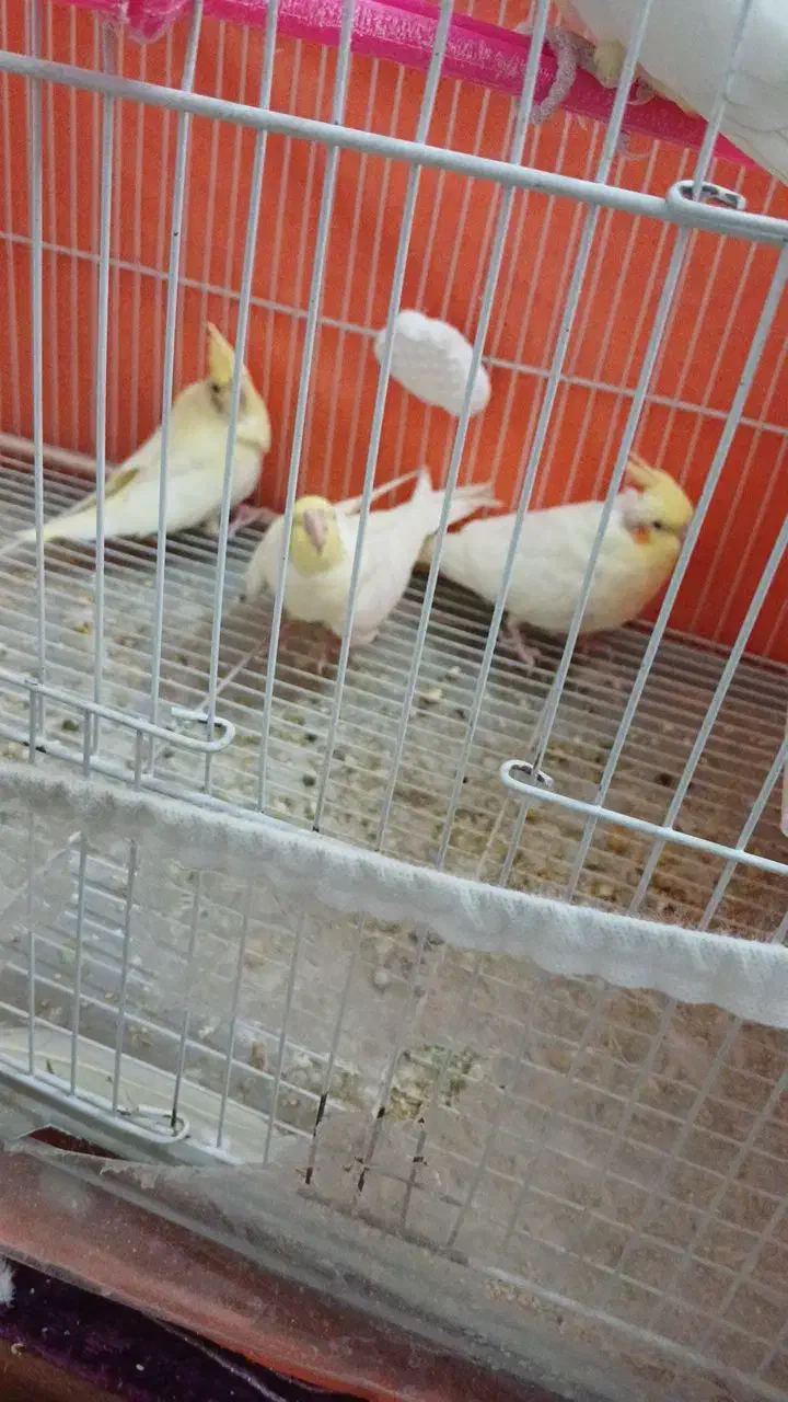 عروس هلندی لوتینو|پرنده|سبزوار, هویزه|دیوار