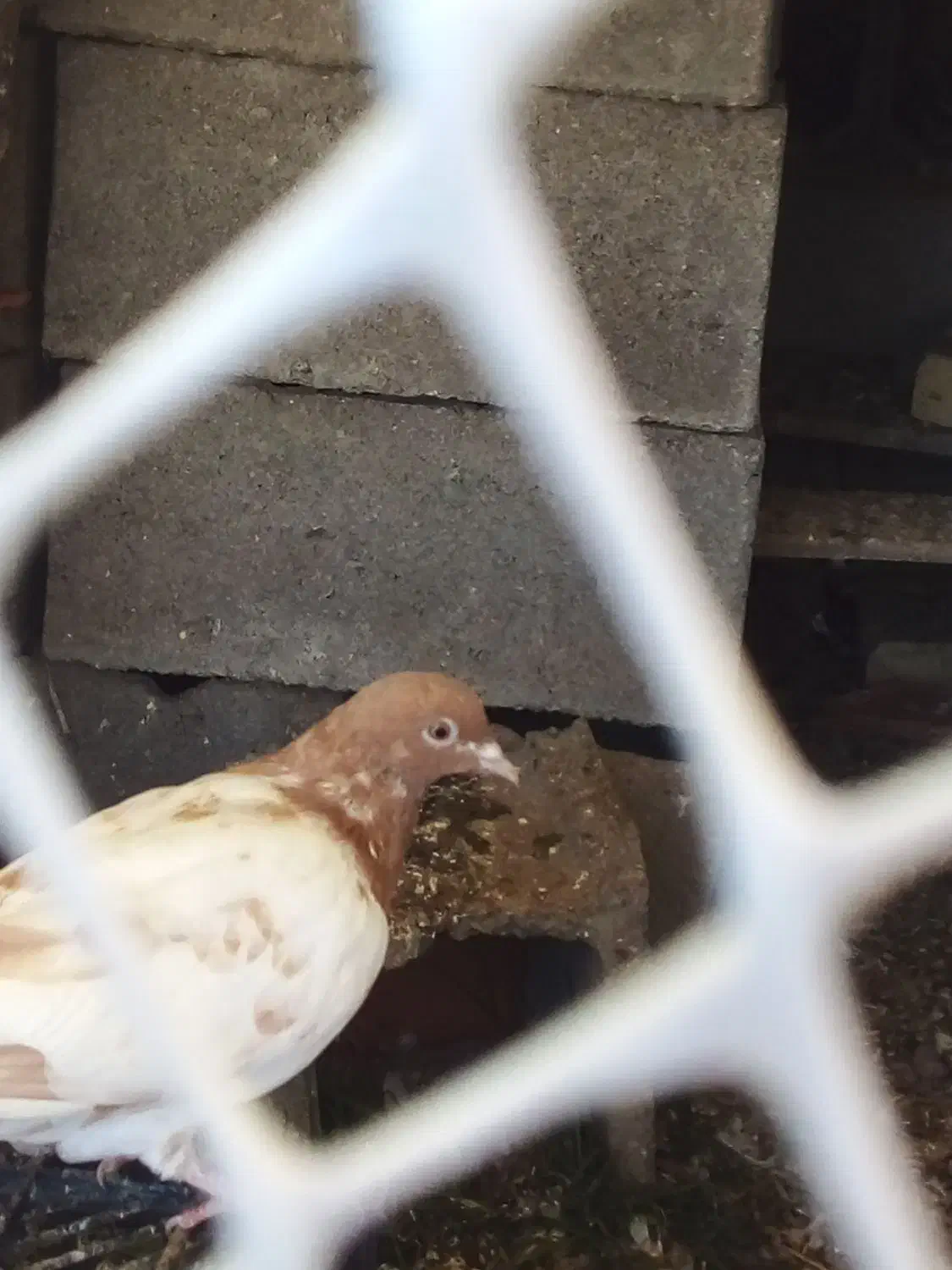 کبوتر کاکل زرد|پرنده|فیروزآباد (آذربایجان), |دیوار