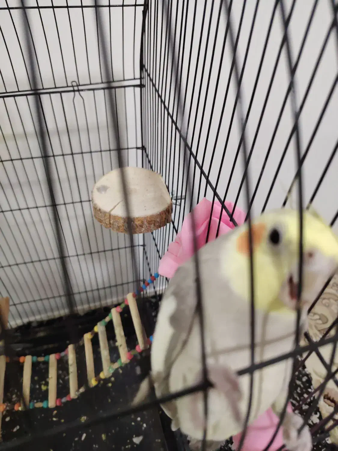 یک جفت عروس هلندی زیبا|پرنده|سنقر, |دیوار