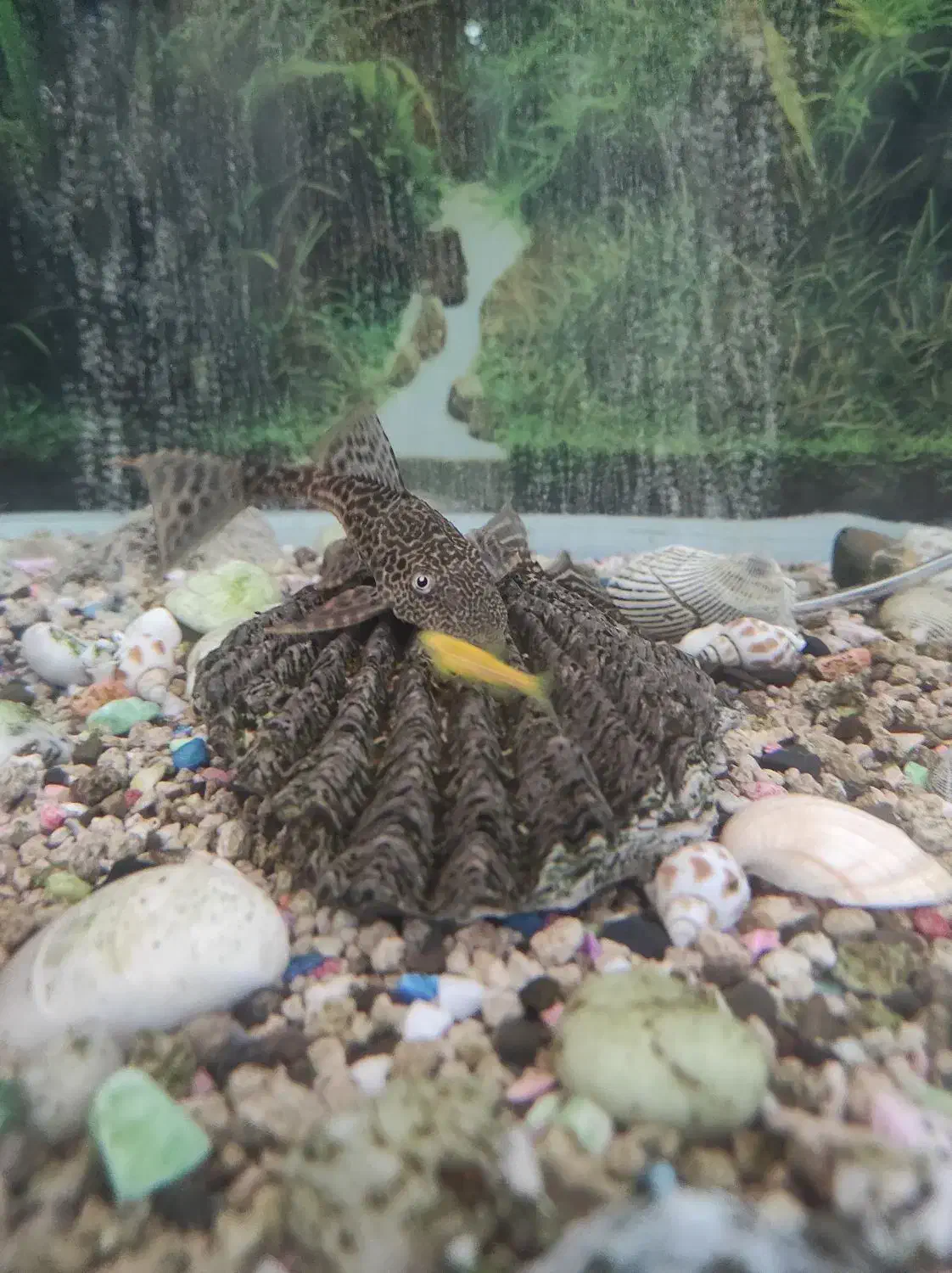 لجن خوار|ماهی|سنندج, |دیوار