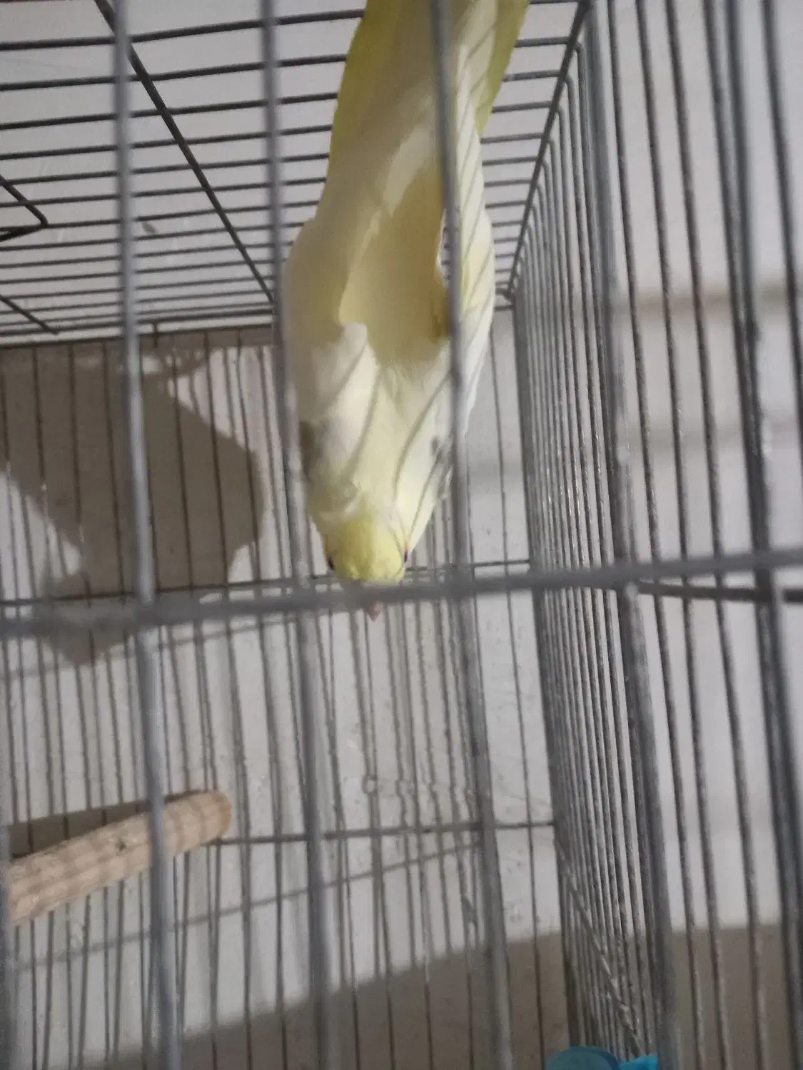 فروش مادع|پرنده|نقده, |دیوار