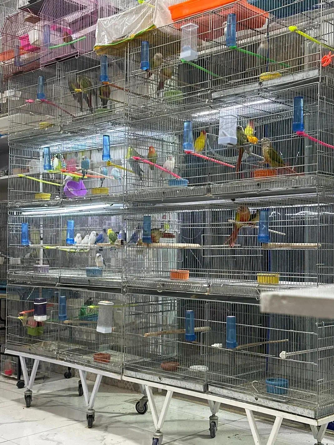 پت شاپ گلستان انواع پرنده و‌لوازم|پرنده|بیرجند, |دیوار