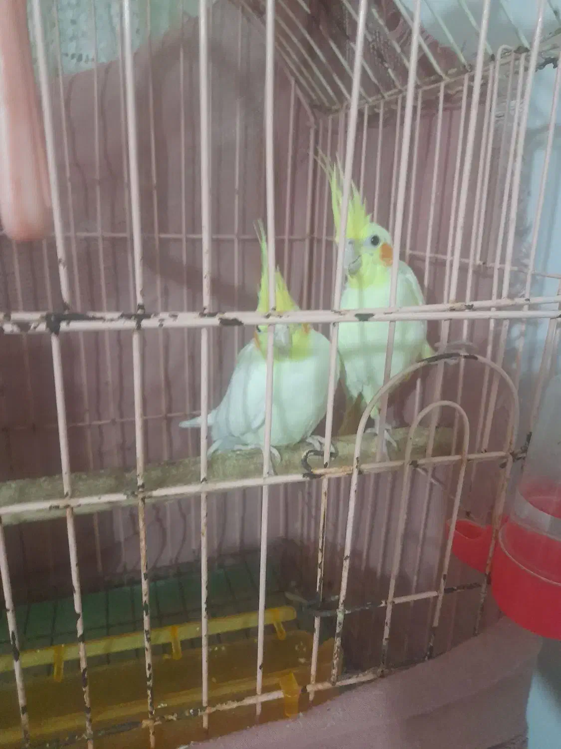 عروس هلندی جفت مولد|پرنده|بجنورد, |دیوار