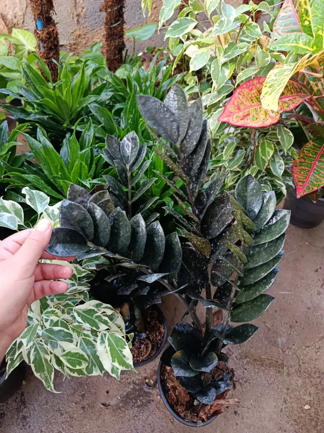 گل وگیاه آپارتمانی|گل و گیاه طبیعی|جنت, |دیوار