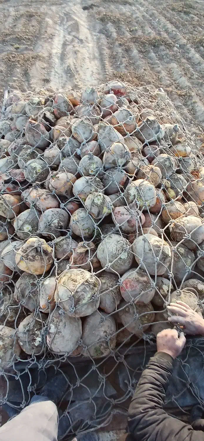 چغندر دامی و شلغم دامی|لوازم جانبی حیوانات|اصفهان, ارغوانیه|دیوار