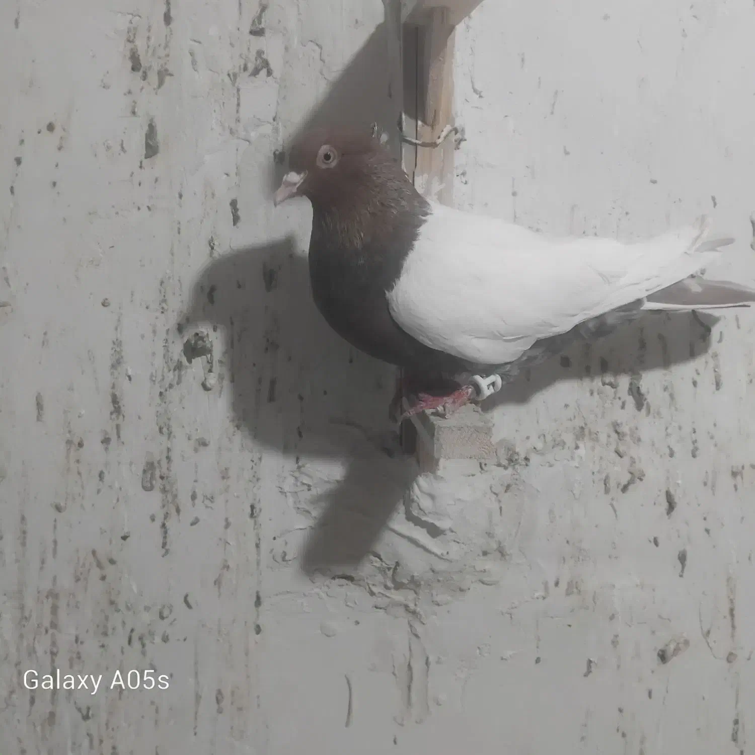 سینه سرخ|پرنده|تربت جام, معدآباد|دیوار