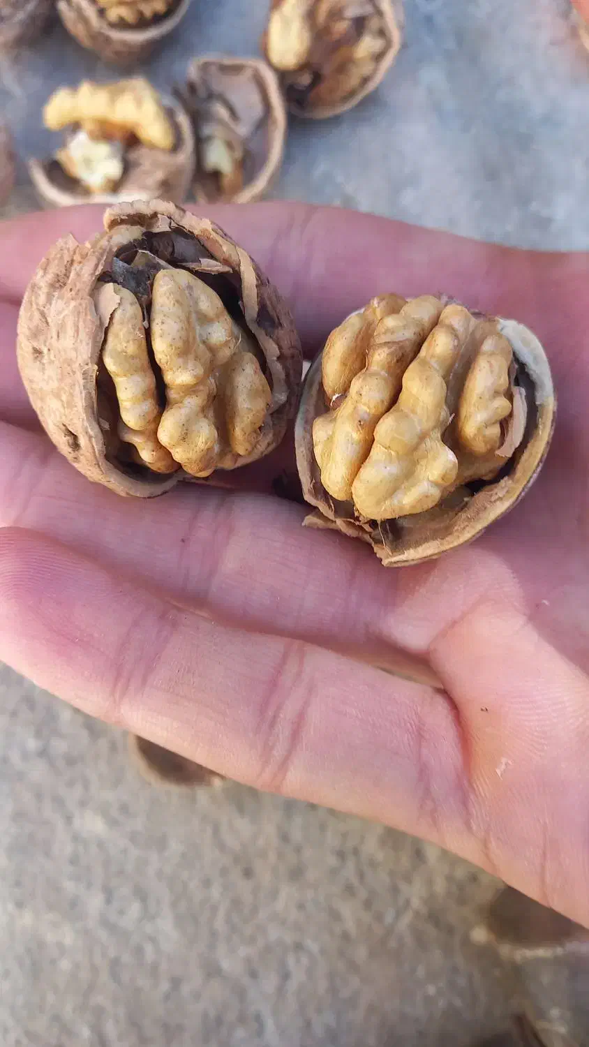 گردو تازه امسال|خوردنی و آشامیدنی|شاهین دژ, |دیوار