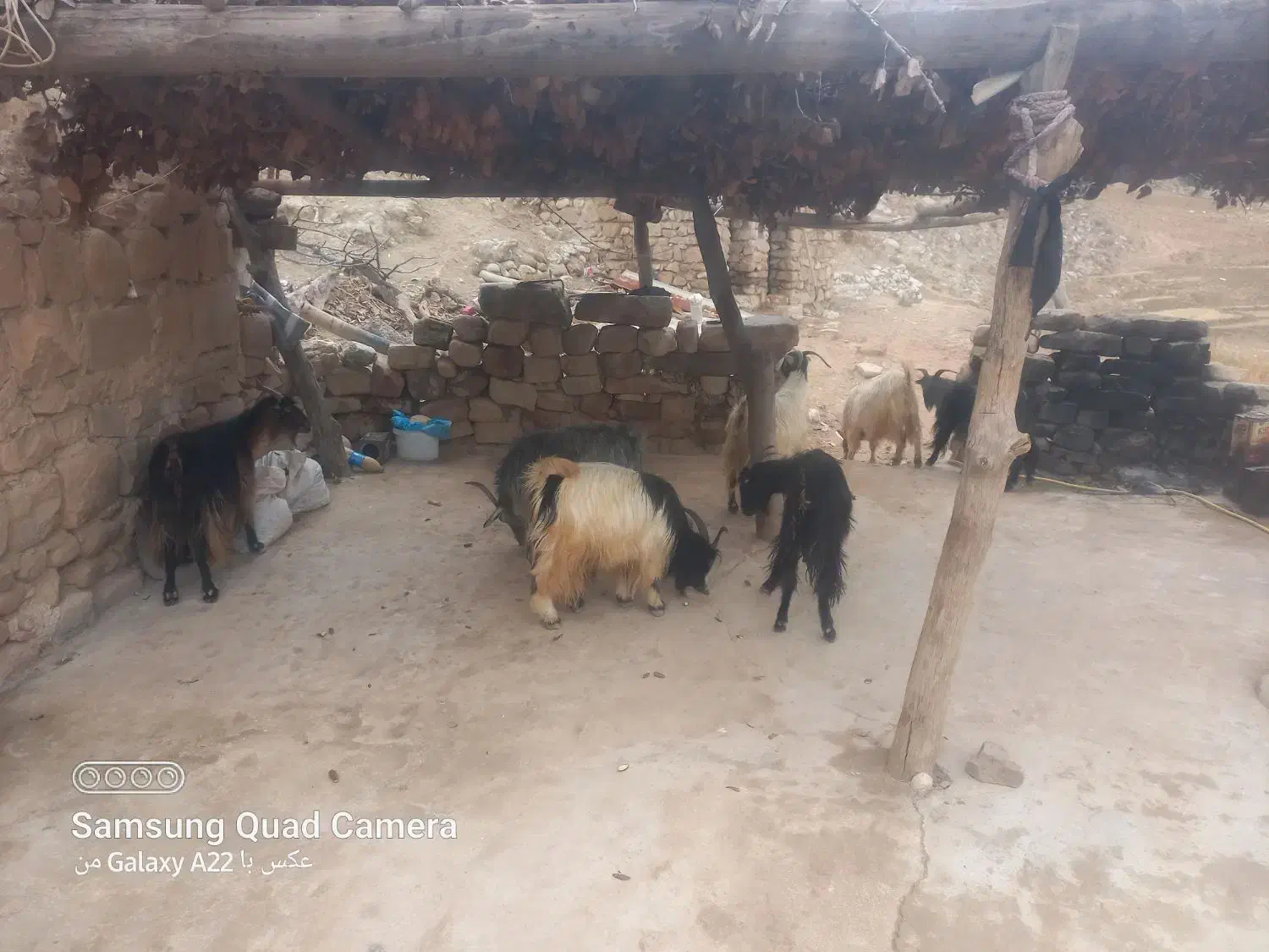 فروش گوسفند|حیوانات مزرعه|چاروسا, |دیوار