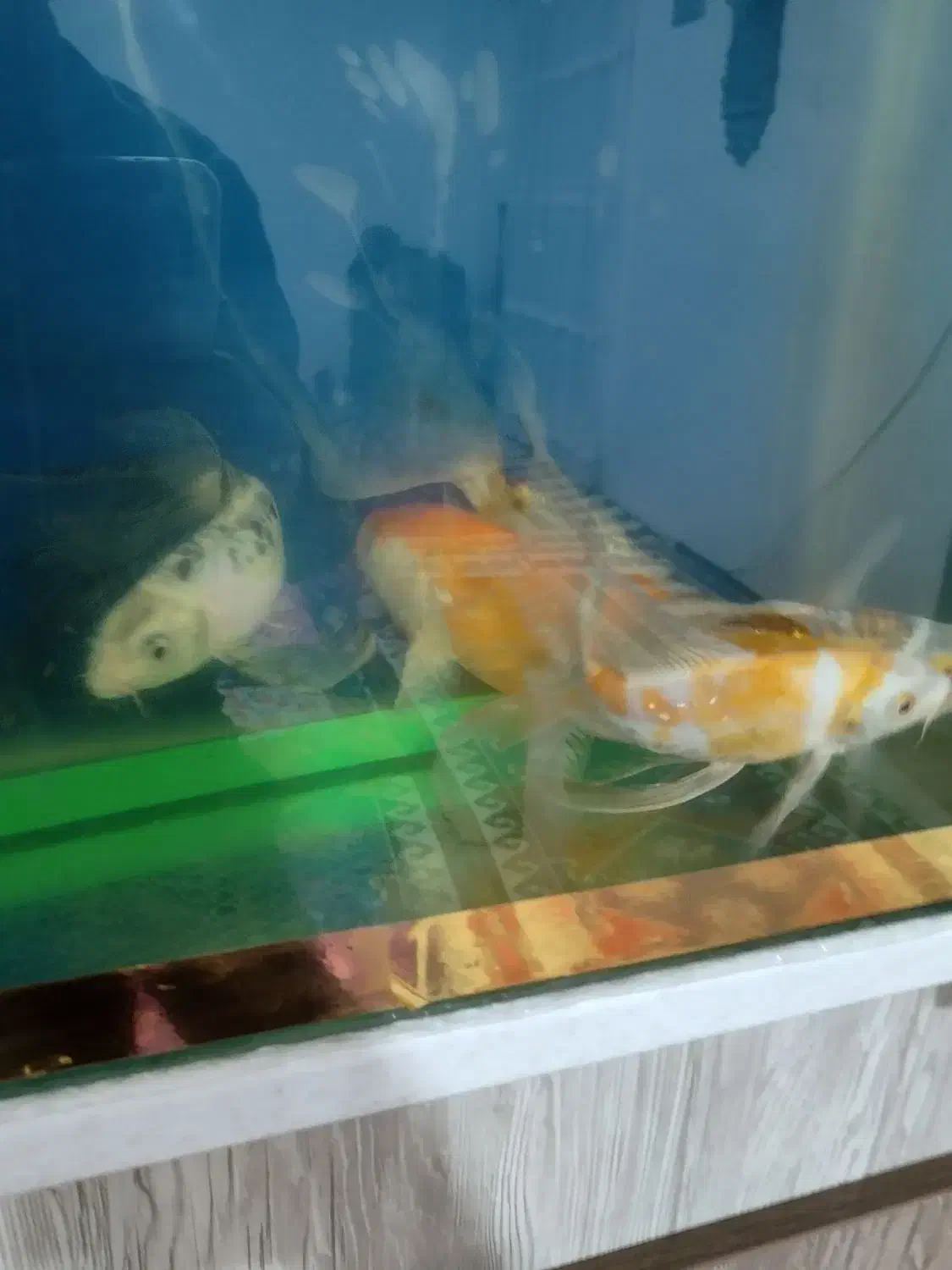 کوی سوپر باله سایز مولد با اکواریوم و لوازم کامل|ماهی|سراب, |دیوار