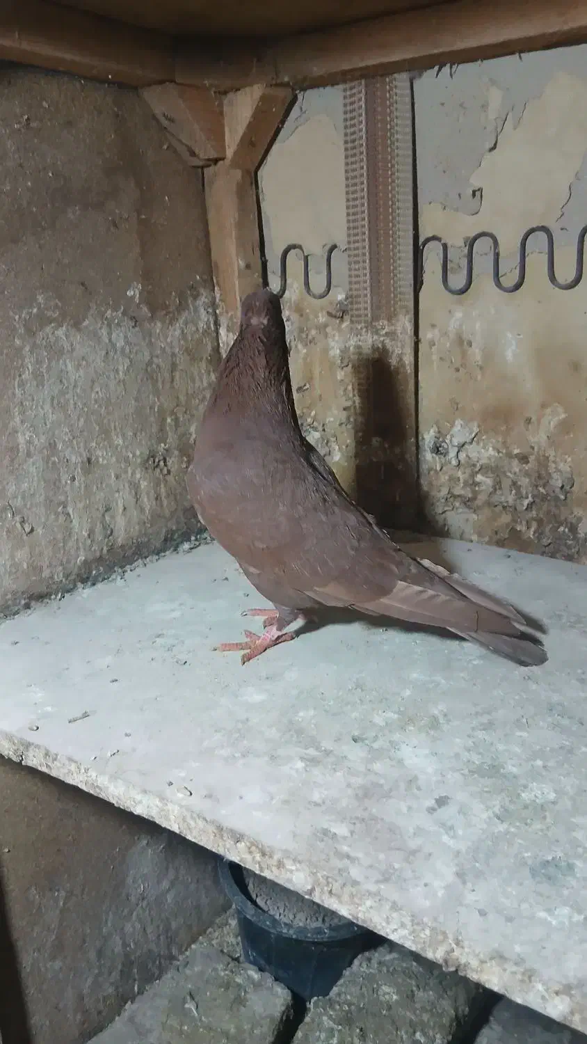 مادها اماده به جفت|پرنده|بجنورد, |دیوار