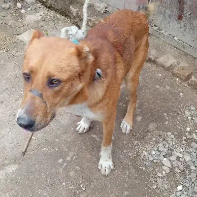 گمشده این سگ|حیوانات|قرق, |دیوار