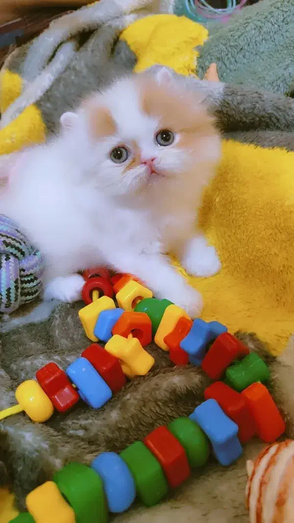 بچه گربه پرشین باکیفیت|گربه|تهران, چیتگر جنوبی|دیوار