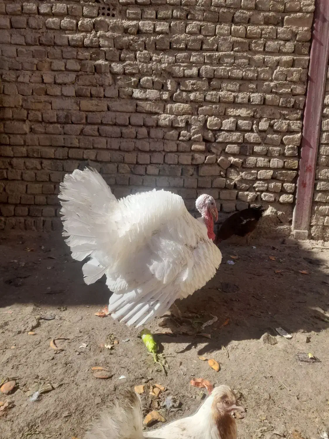 بوقلمون|حیوانات مزرعه|خرمدره, |دیوار