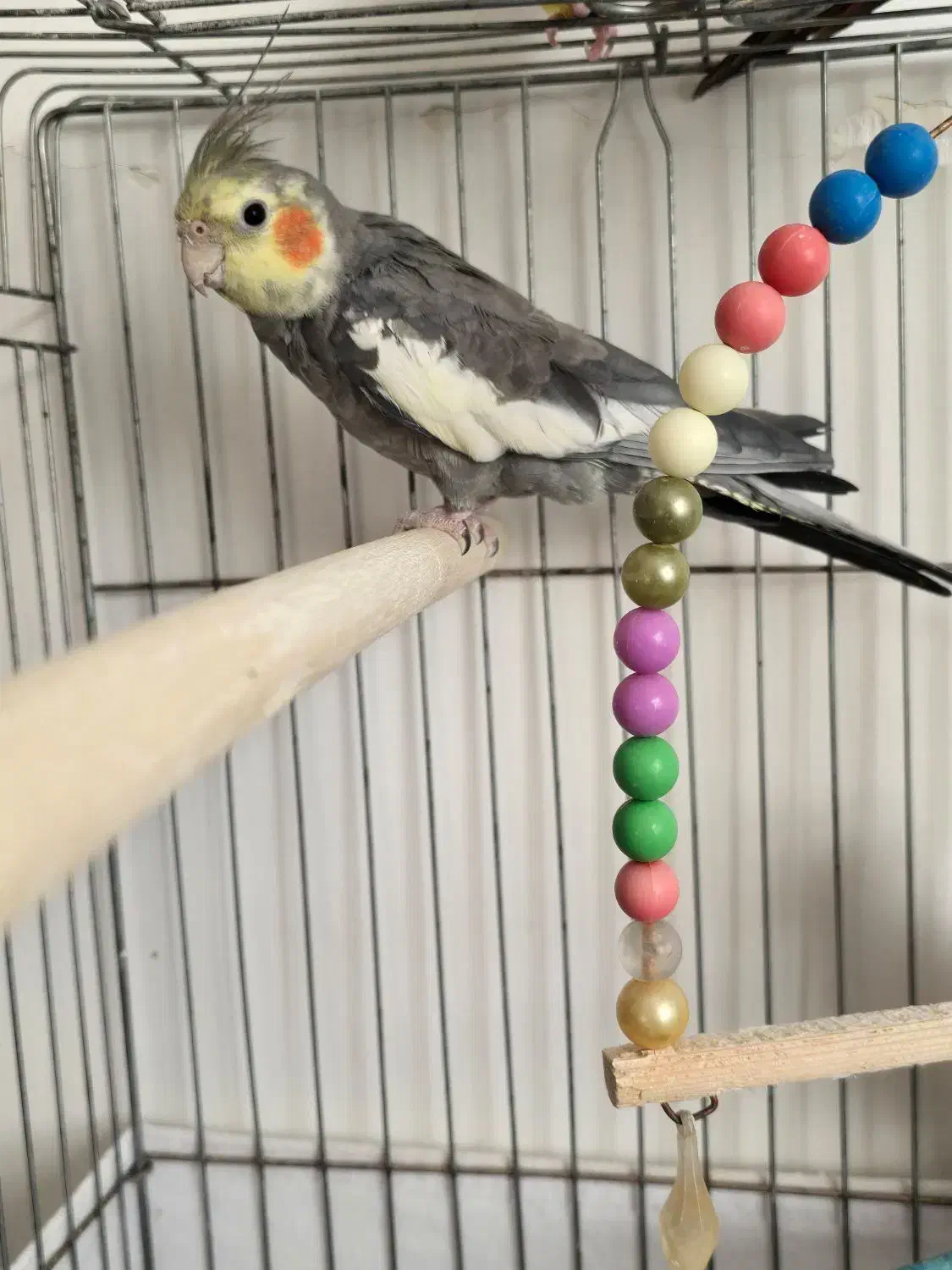 عروس هلندی|پرنده|رودهن, |دیوار