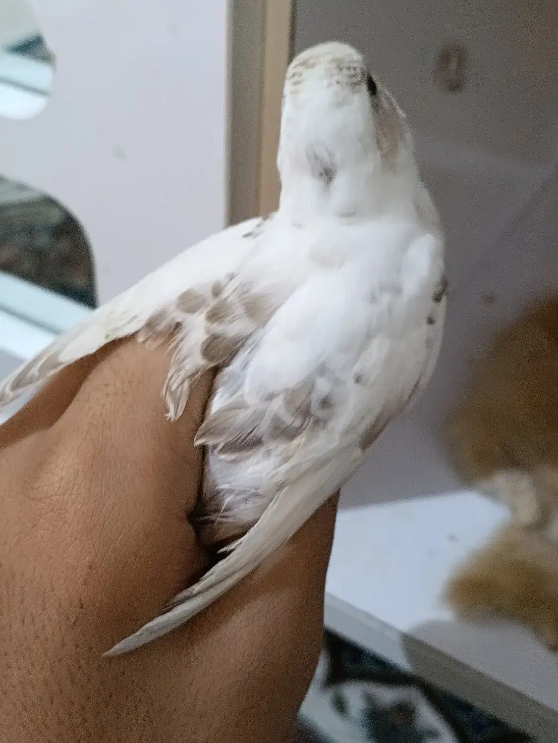 پرنده|پرنده|مشهد, رضاشهر|دیوار