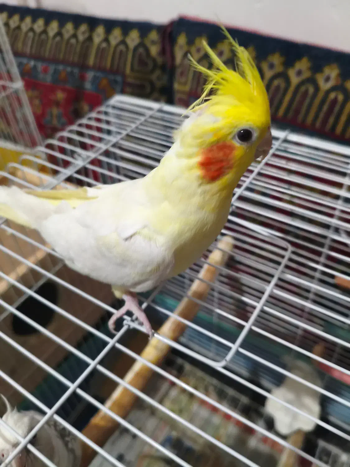 عروس هلندی مولد همراه جوجه|پرنده|لاهیجان, طالقانی|دیوار