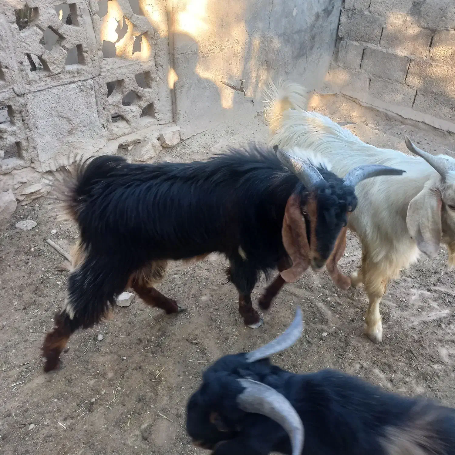 فروش کهره نر چاق|حیوانات مزرعه|لامرد, |دیوار