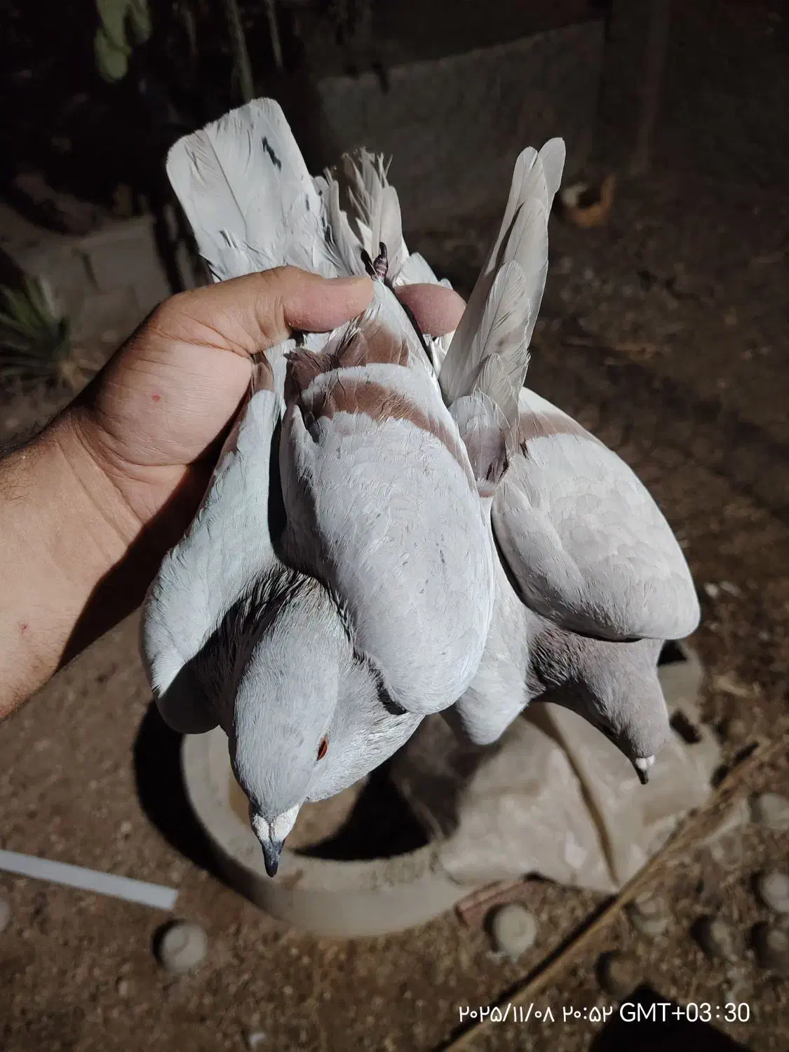 کبوتر پوس پیازی|پرنده|برازجان, |دیوار