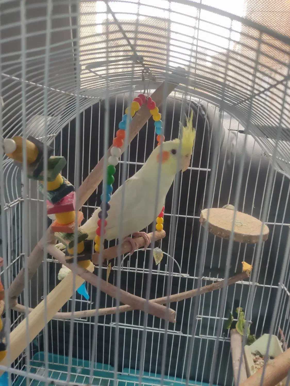 عروس هلندی|پرنده|فردوسیه, |دیوار