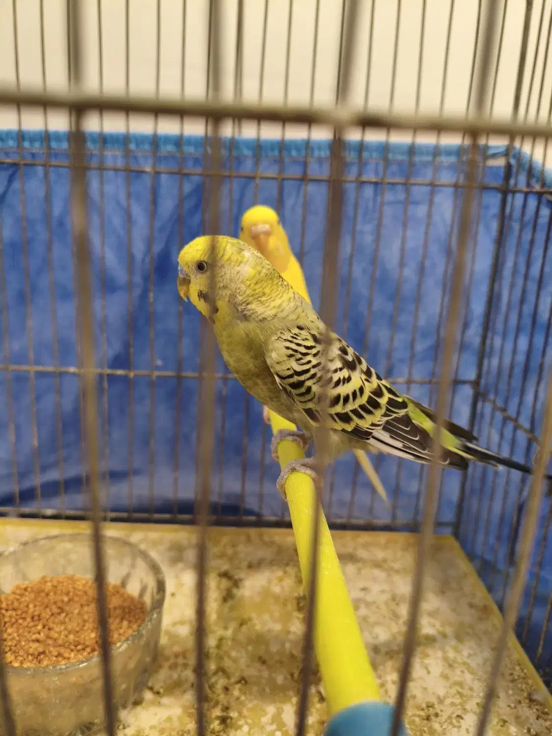 انواع مرغ عشق اسپانگل و هلندی با قفس|پرنده|شیراز, شهرک والفجر|دیوار