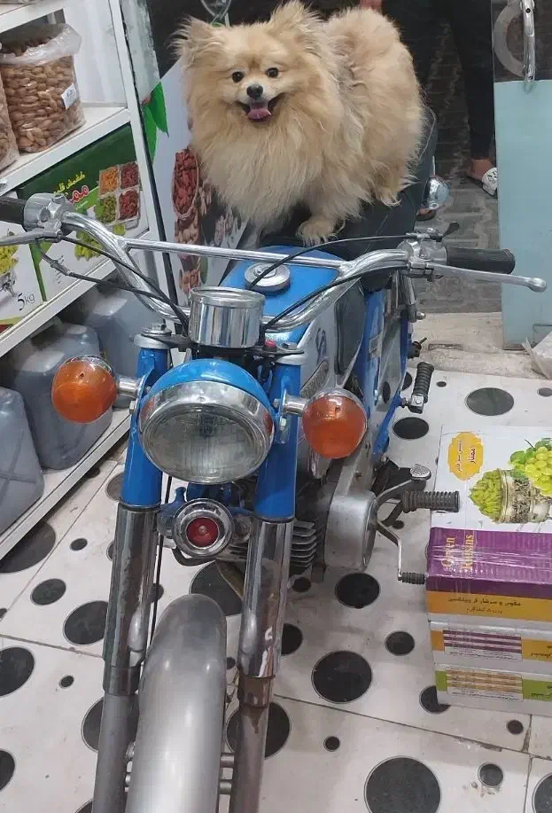 پامرخرسی پسر|سگ|سبزوار, امام خمینی (ناوی)|دیوار