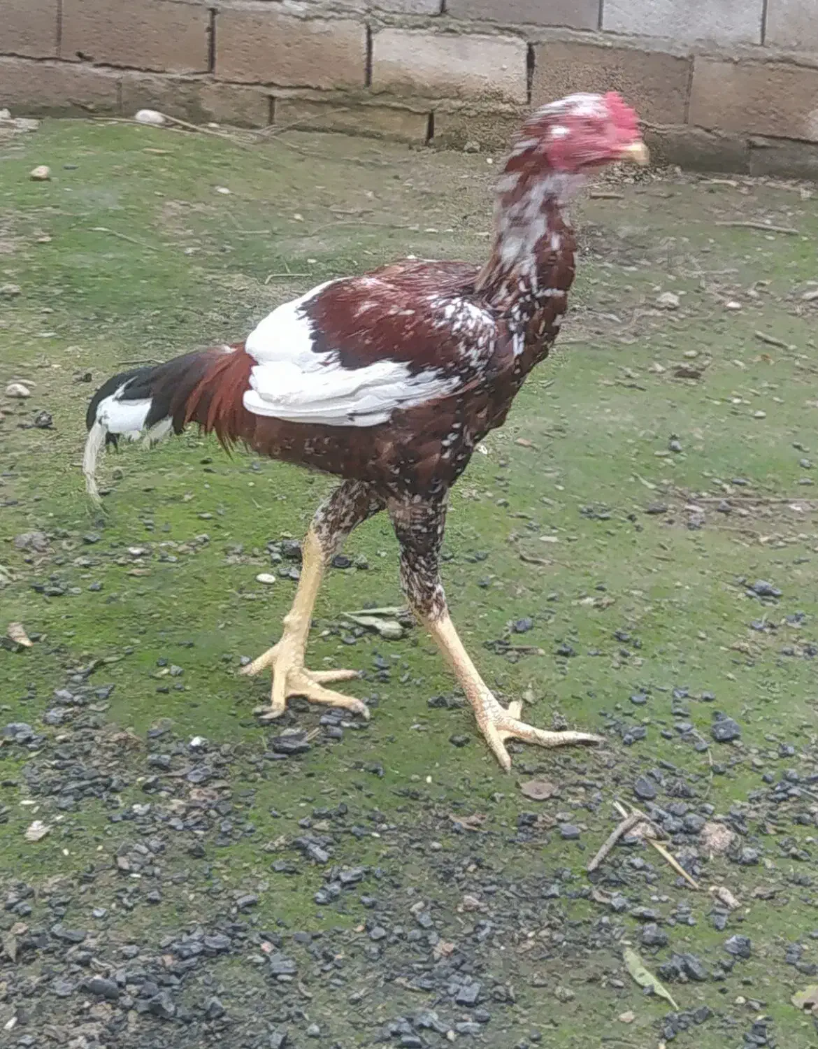 خروس لاری افغان|حیوانات مزرعه|ساری, |دیوار