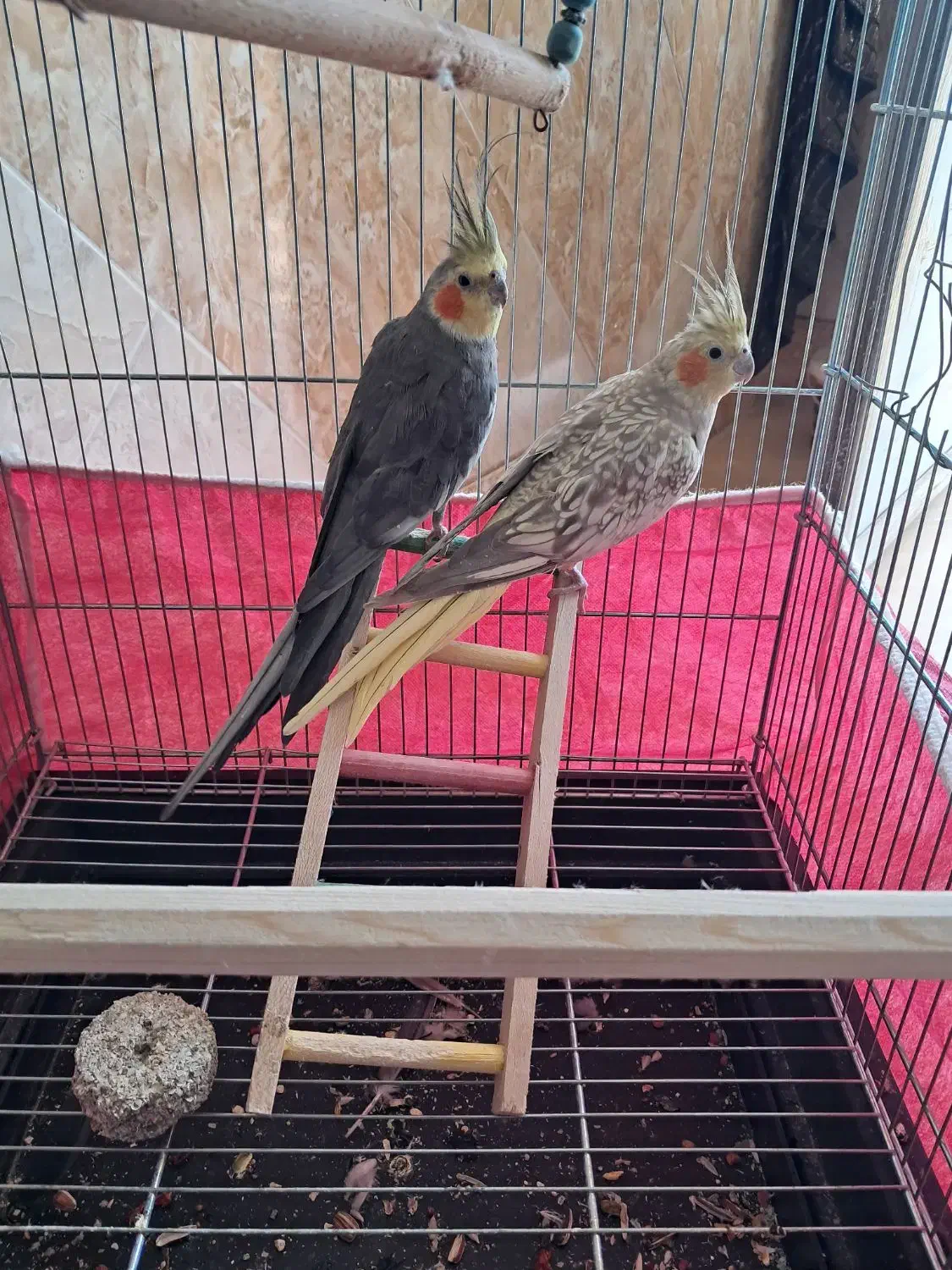 عروس هلندی|پرنده|نجفآباد, یزدانشهر|دیوار