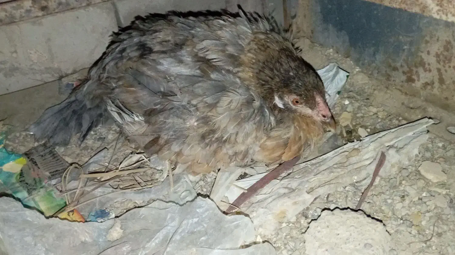 مرغ محلی|حیوانات مزرعه|ایرانشهر, |دیوار