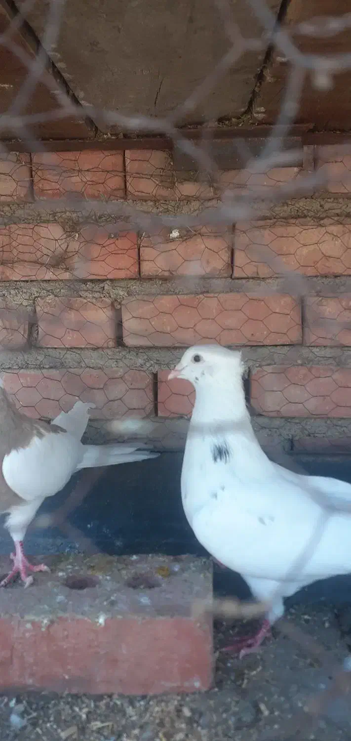 کبوتر فروشی|پرنده|دیواندره, |دیوار