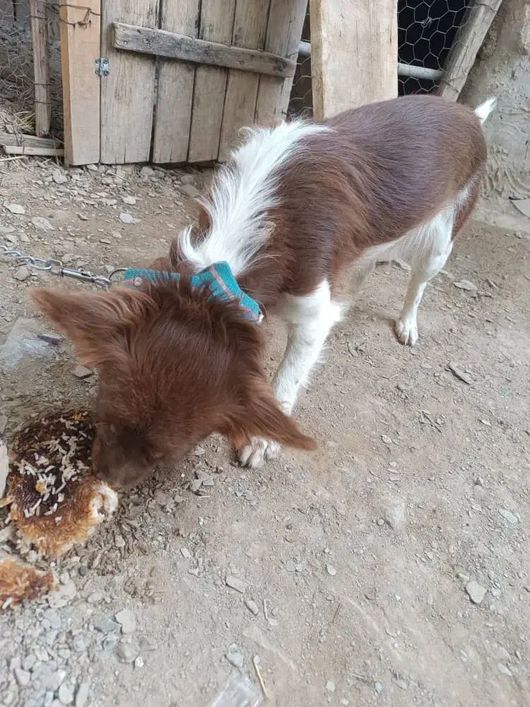 سگ پا کوتاه|سگ|سراوان, |دیوار