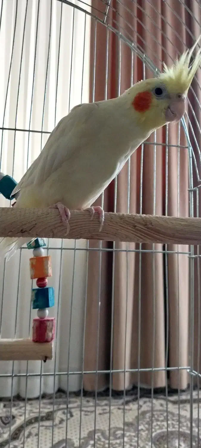 عروس هلندی بدون قفس|پرنده|تهران, شهرک ابوذر|دیوار