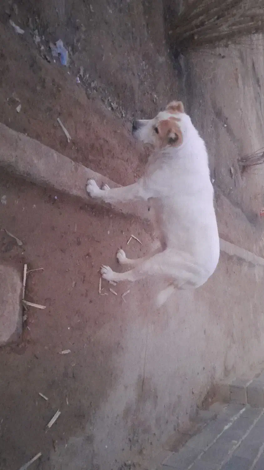 سگ ماده|سگ|اسفراین, |دیوار