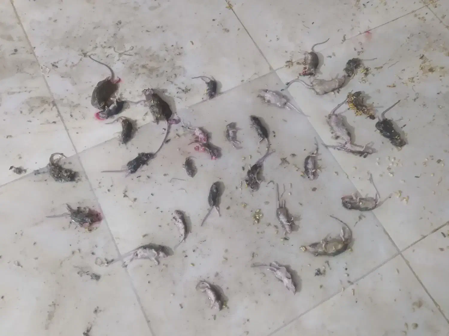 سمپاشی(سم پاشی)ساس سوسک موریانه موش وغیره|خدمات نظافت|ساری, |دیوار