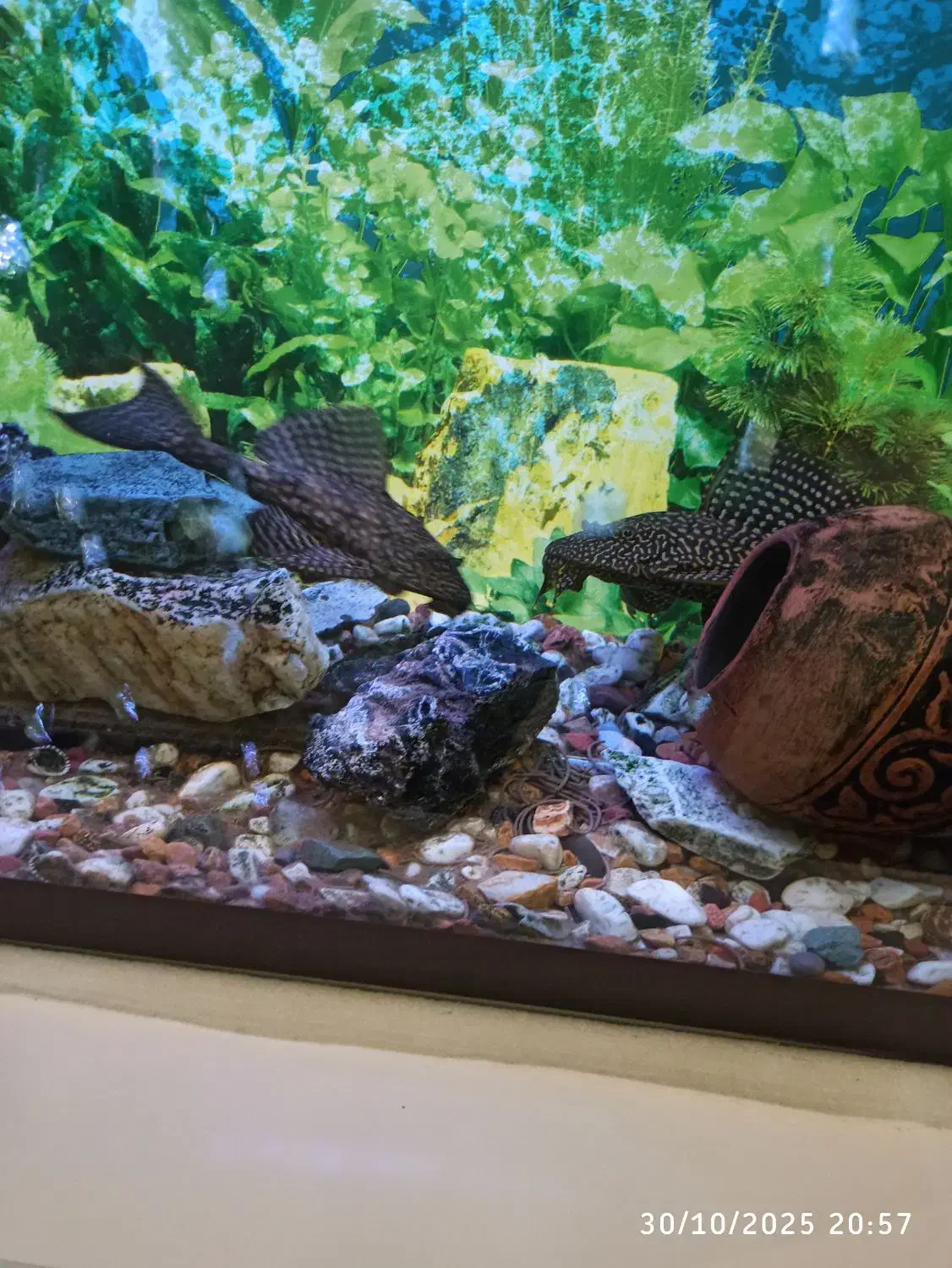 اکواریوم شرکتی ۱متری|ماهی|اسکو, |دیوار