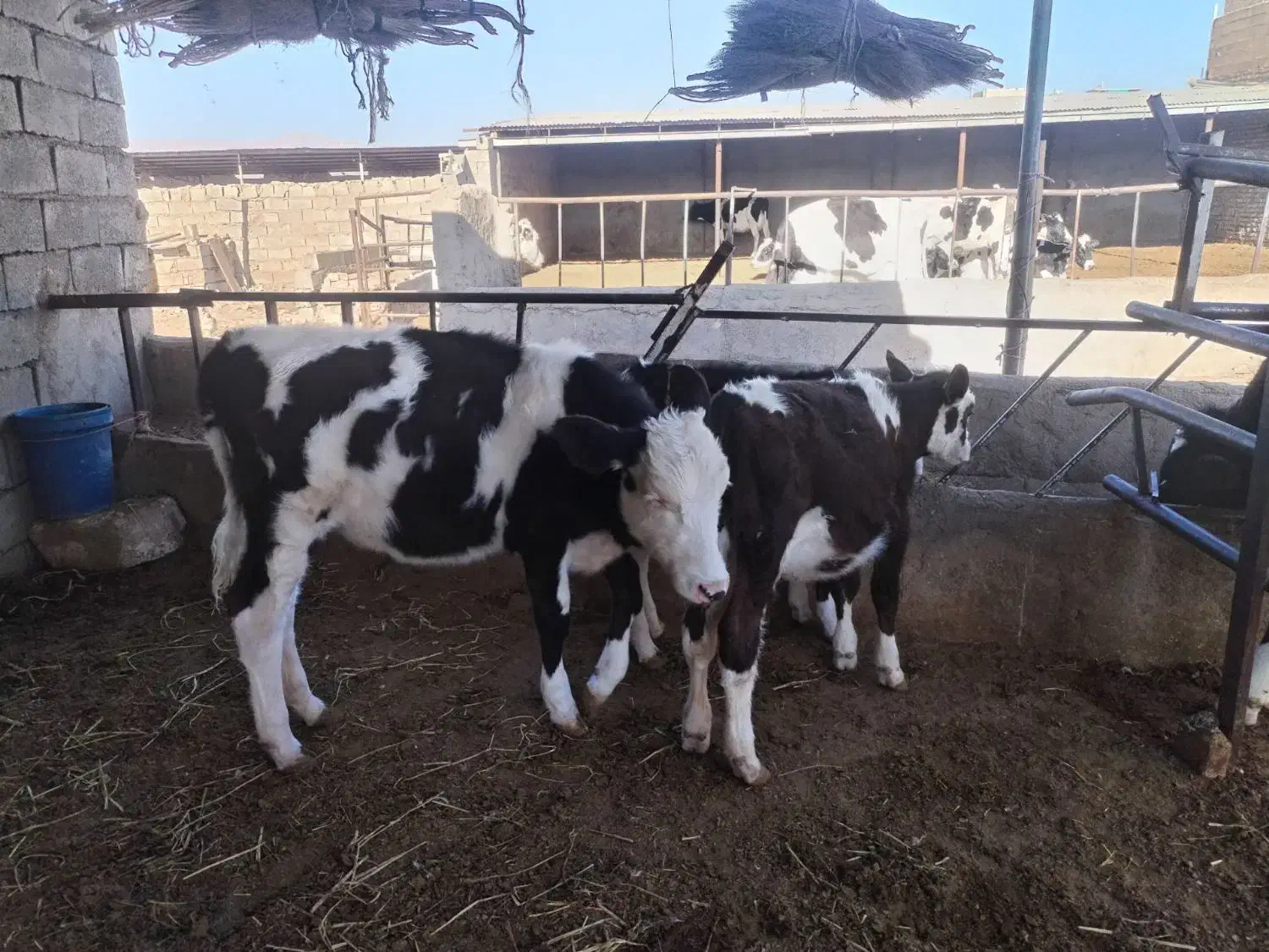 دوعدد تلیسه نژاد دار قیمت دونه ای ۵۳|حیوانات مزرعه|نیشابور, محله میدان باغات|دیوار