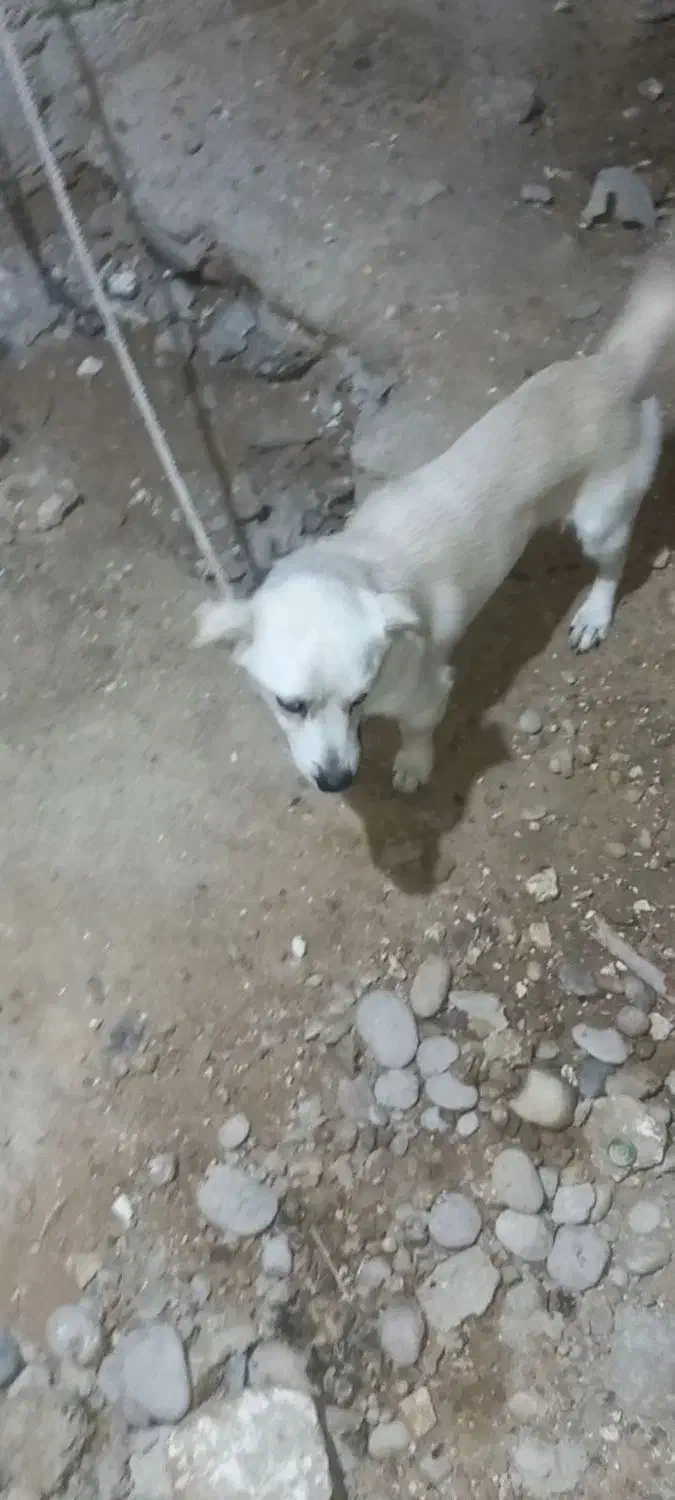 سگ نر پاکوتاه|سگ|بوشهر, |دیوار