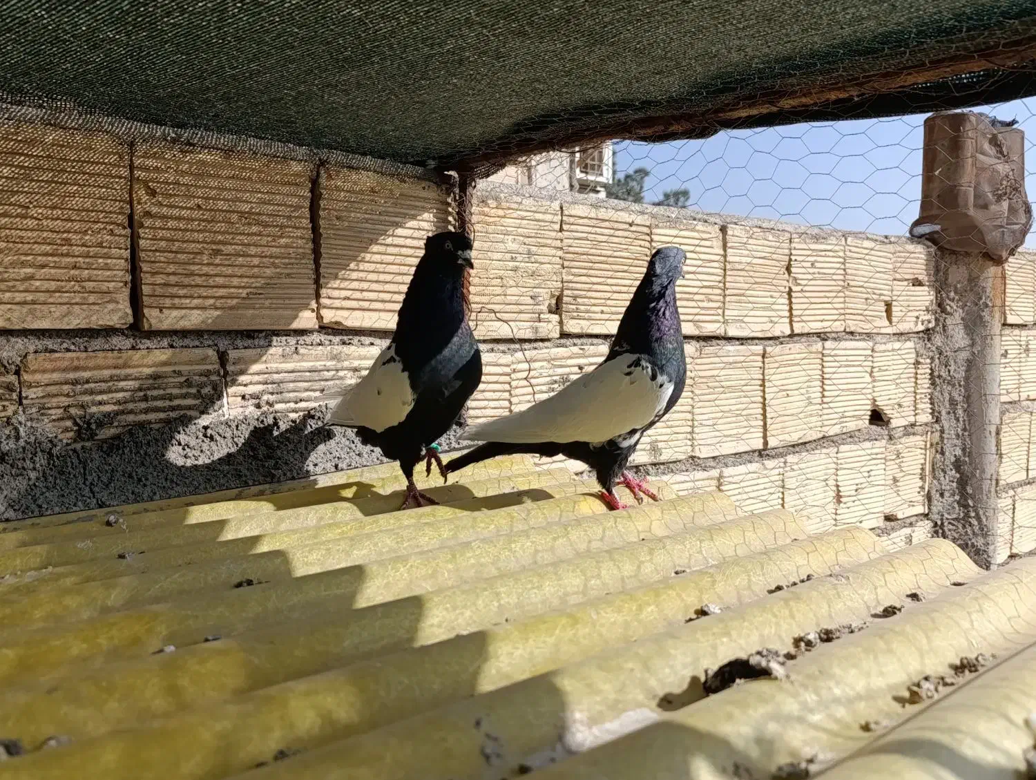 دو جفت سینه ای مشکی و زرد درجه یک|پرنده|زیباشهر, |دیوار