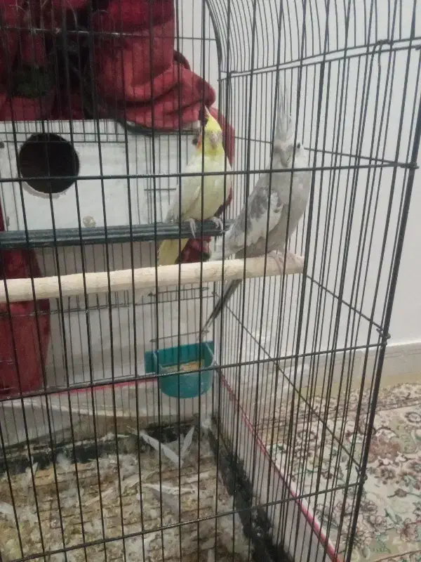 یک جفت عروس هلندی بالغ|پرنده|کاشمر, |دیوار