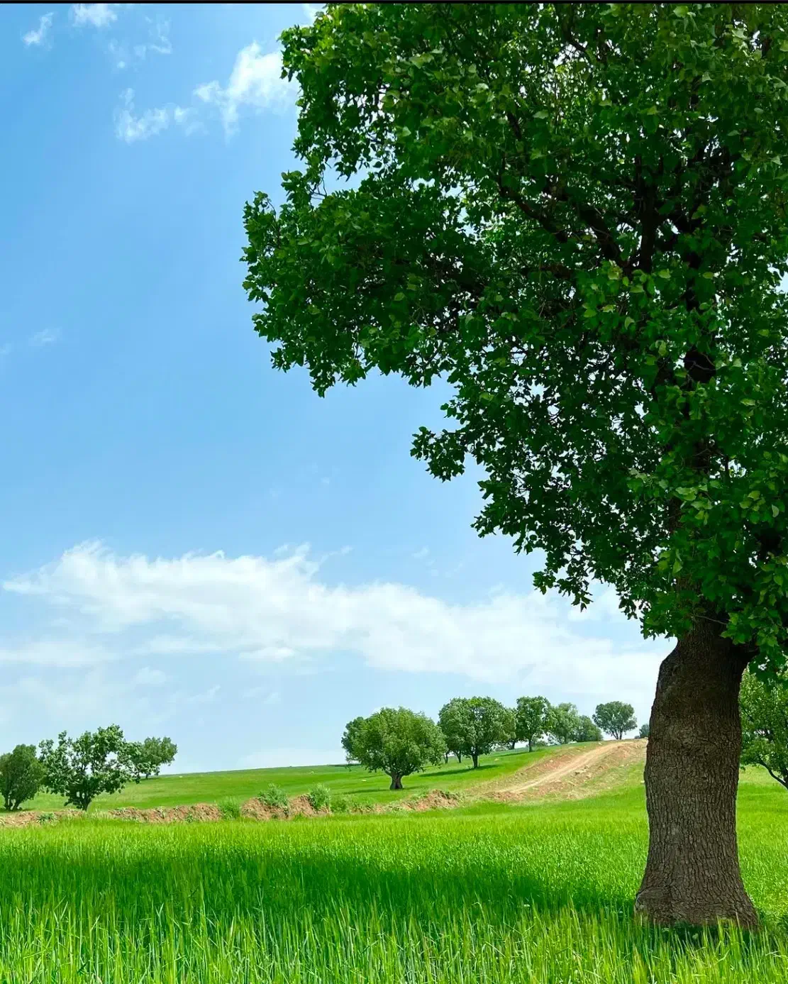 سوئیت دشت هلن|اجارهٔ کوتاه‌مدت آپارتمان و سوئیت|لردگان, |دیوار