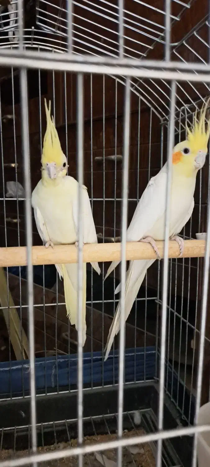 عروس هلندی|پرنده|سراوان, |دیوار