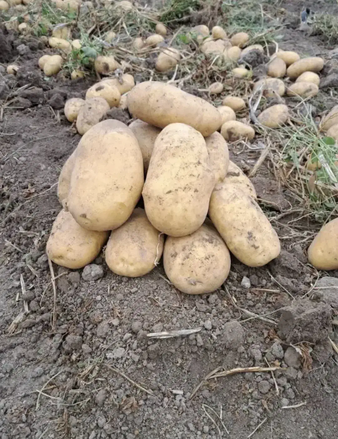 سیب زمینی|خوردنی و آشامیدنی|رشت, حافظ آباد|دیوار