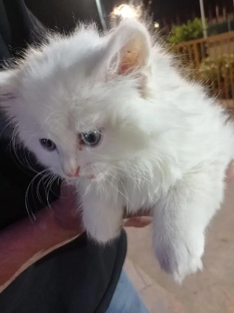 گربه پرشین اسکاتیش|گربه|اشکذر, |دیوار