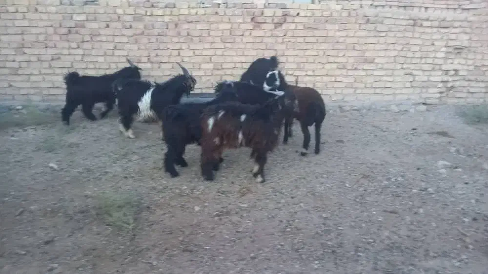 کهره نر چاق|حیوانات مزرعه|مرودشت, پشت سایپا|دیوار