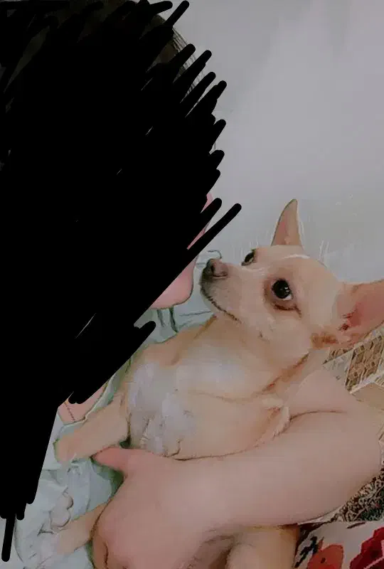 شیواوا ترلر|سگ|قم, شهرک امام حسین|دیوار