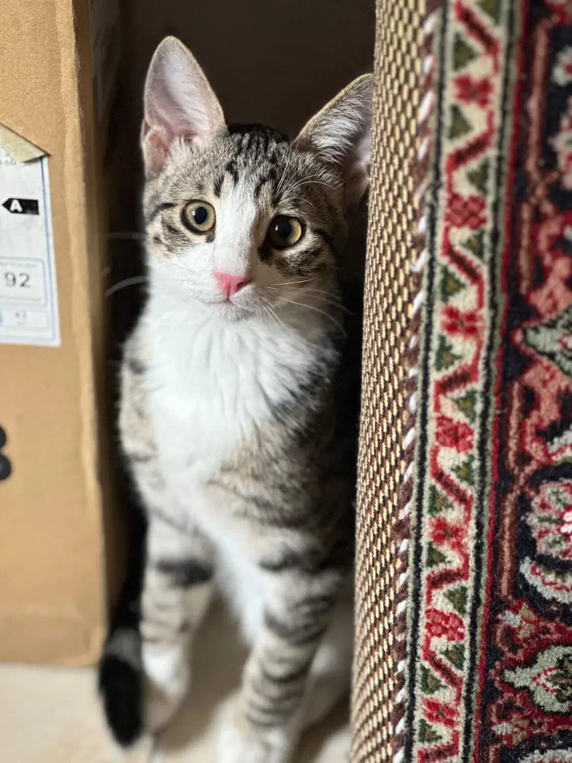 گربه گمشده|حیوانات|مرند, |دیوار